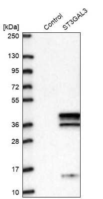 Western Blot: ST3GAL3 Antibody [NBP2-13389] - Analysis in control (vector only transfected HEK293T lysate) and ST3GAL3 over-expression lysate (Co-expressed with a C-terminal myc-DDK tag (3.1 kDa) in mammalian HEK293T cells).