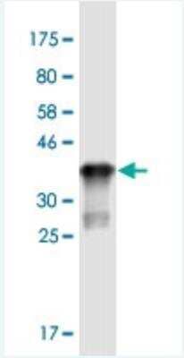 Western Blot: ST3GAL5 Antibody (8B4) [H00008869-M04-100ug] -  Detection against Immunogen (35.31 KDa) .