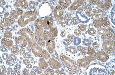 Immunohistochemistry-Paraffin: ST3GAL5 Antibody [NBP1-62444] - Human kidney Tissue, antibody concentration 4-8ug/ml. Cells with positive label: renal corpuscle cells (indicated with arrows) 400X magnification.