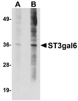 Western Blot: ST3GAL6 Antibody [NBP1-77353] - HeLa cell lysate with ST3gal6 antibody at (A) 1 and (B) 2 ug/mL.