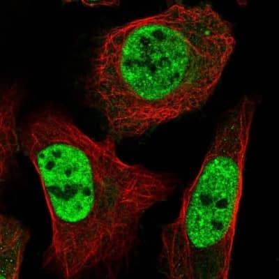 Immunocytochemistry/Immunofluorescence: ST5 Antibody [NBP2-13391] - Staining of human cell line U-2 OS shows positivity in nucleus but excluded from the nucleoli.