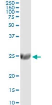 Immunoprecipitation: ST6 Gal Sialyltransferase 1/ST6GAL1/CD75 Antibody (2E12) [H00006480-M01] - Analysis of ST6GAL1 transfected lysate using anti-ST6GAL1 monoclonal antibody and Protein A Magnetic Bead, and immunoblotted with ST6GAL1 MaxPab rabbit polyclonal antibody.