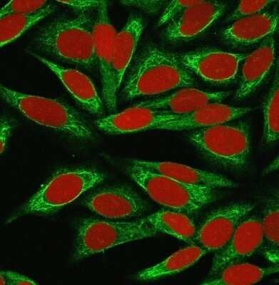 Immunocytochemistry/Immunofluorescence: ST6 Gal Sialyltransferase 1/ST6GAL1/CD75 Antibody (LN-1) - Azide and BSA Free [NBP2-47890] - Immunofluorescence Analysis of MeOH-fixed HeLa cells labeled with ST6 Gal Sialyltransferase 1/ST6GAL1/CD75 Antibody (LN-1) followed by goat anti-Mouse IgG-CF488 (Green). The nuclear counterstain is Red Dot (Red).