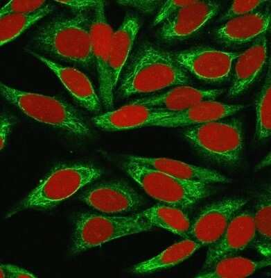 Immunocytochemistry/Immunofluorescence: ST6 Gal Sialyltransferase 1/ST6GAL1/CD75 Antibody (LN-1) [NBP2-44669] - Immunofluorescence Analysis of MeOH-fixed HeLa cells labeled with ST6 Gal Sialyltransferase 1/ST6GAL1/CD75 Antibody (LN-1) followed by goat anti-Mouse IgG-CF488 (Green). The nuclear counterstain is Red Dot (Red).