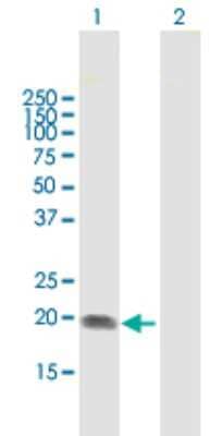 Western Blot: ST6 Gal Sialyltransferase 1/ST6GAL1/CD75 Antibody [H00006480-B01P] - Analysis of ST6GAL1 expression in transfected 293T cell line by ST6GAL1 polyclonal antibody.  Lane 1: ST6GAL1 transfected lysate(19.25 KDa). Lane 2: Non-transfected lysate.