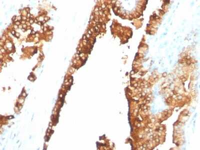 Immunohistochemistry-Paraffin: ST6 Gal Sialyltransferase 1/ST6GAL1/CD75 Antibody (ZB55) - Azide and BSA Free [NBP3-08436] - Formalin-fixed, paraffin-embedded normal human spleen tissue stained with ST6 Gal Sialyltransferase 1/ST6GAL1/CD75 Mouse Monoclonal Antibody (ZB55).