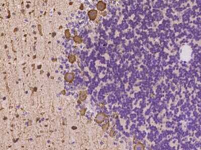 Immunohistochemistry-Paraffin: ST6 Gal Sialyltransferase 2/ST6GAL2 Antibody [NBP2-97963] - Immunochemical staining of ST6 Gal Sialyltransferase 2/ST6GAL2 in cynomolgus cerebellum with rabbit polyclonal antibody at 1:100 dilution, formalin-fixed paraffin embedded sections.