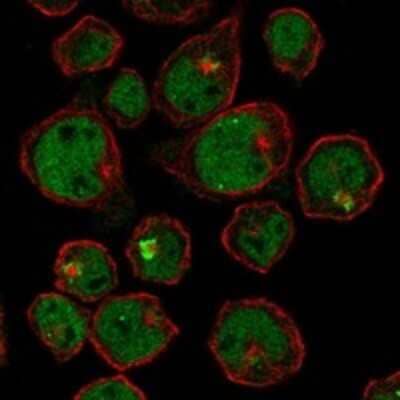 Immunocytochemistry/Immunofluorescence: ST6GALNAC1 Antibody [NBP3-17938] - Staining of human cell line HEL shows localization to nucleoplasm & the Golgi apparatus.