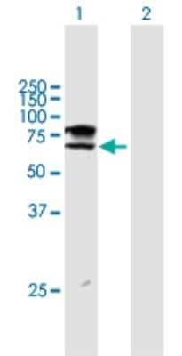 Western Blot: ST6GALNAC1 Antibody [H00055808-B01P] - Analysis of ST6GALNAC1 expression in transfected 293T cell line by ST6GALNAC1 polyclonal antibody.  Lane 1: ST6GALNAC1 transfected lysate(66 KDa). Lane 2: Non-transfected lysate.