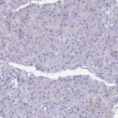 Immunohistochemistry-Paraffin: ST8SIA5 Antibody [NBP2-30530] - Staining of human pancreas shows no positivity in exocrine glandular cells as expected.