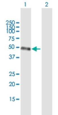 Western Blot: STAC3 Antibody [H00246329-B01P] - Analysis of STAC3 expression in transfected 293T cell line by STAC3 polyclonal antibody.  Lane 1: STAC3 transfected lysate(40.04 KDa). Lane 2: Non-transfected lysate.