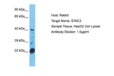 Western Blot: STAC3 Antibody [NBP2-85835] - Host: Rabbit. Target Name: STAC3. Sample Type: HepG2 Whole Cell lysates. Antibody Dilution: 1.0ug/ml