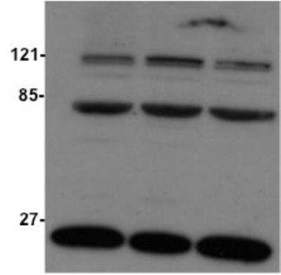 Western Blot: STAG3 Antibody [NBP1-58087] - Western blot of 20 ug whole cell testis lysate.Primary Antibody: 1 : 1,000 overnight at 4 C. This image was submitted by customer review. 