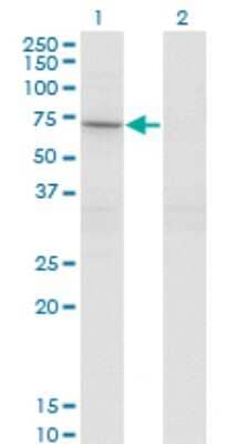 Western Blot: STAM2 Antibody (1A10) [H00010254-M01] - Analysis of STAM2 expression in transfected 293T cell line by STAM2 monoclonal antibody (M01), clone 1A10.Lane 1: STAM2 transfected lysate (Predicted MW: 58.2 KDa).Lane 2: Non-transfected lysate.