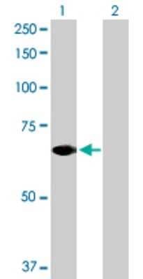 Western Blot: STAM2 Antibody [H00010254-D01P] - Analysis of STAM2 expression in transfected 293T cell line by STAM2 polyclonal antibody.Lane 1: STAM2 transfected lysate(58.20 KDa).Lane 2: Non-transfected lysate.