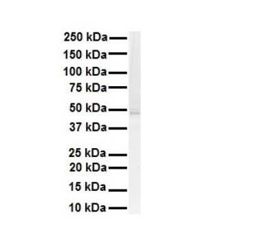 Western Blot: AMSH-LP Antibody [NBP1-56334] - Antibody  Titration: 1 ug/ml Human Daudi.