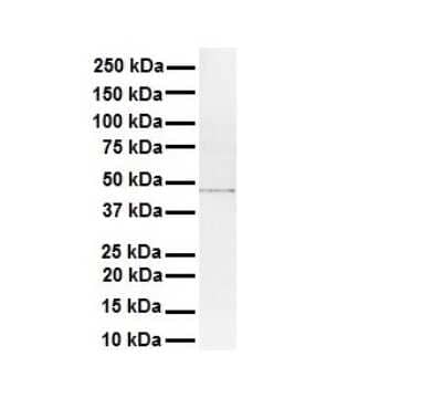 Western Blot: AMSH-LP Antibody [NBP1-56334] - Antibody  Titration: 1 ug/ml Human K562.