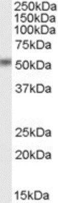 Western Blot STAMP2/STEAP4 Antibody