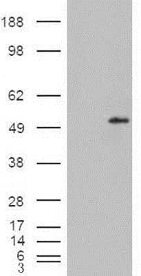 Western Blot STAMP2/STEAP4 Antibody