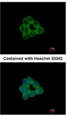 Immunocytochemistry/Immunofluorescence: STAP2 Antibody [NBP1-33643] - Analysis of methanol-fixed HCT116, using antibody at 1:500 dilution.