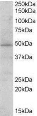 Western Blot STAP2 Antibody