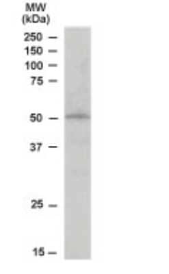 Western Blot: STAP2 Antibody [NB300-987] - NB300-987 (0.03ug/ml) staining of Human Heart lysate (35ug protein in RIPA buffer). Primary incubation was 1 hour. Detected by chemiluminescence.