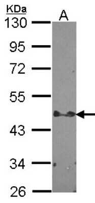 Western Blot: STAP2 Antibody [NBP1-33643] - Sample (30 ug of whole cell lysate) A: HCT116 10% SDS PAGE; antibody diluted at 1:1000.