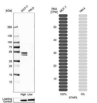 Western Blot: STAP2 Antibody [NBP1-88586] - Analysis in human cell lines MCF-7 and HeLa. Corresponding RNA-seq data are presented for the same cell lines. Loading control: Anti-HSP90B1.