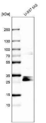 Western Blot: STARD3NL Antibody [NBP1-93527] - Analysis in human cell line U-937 MG.