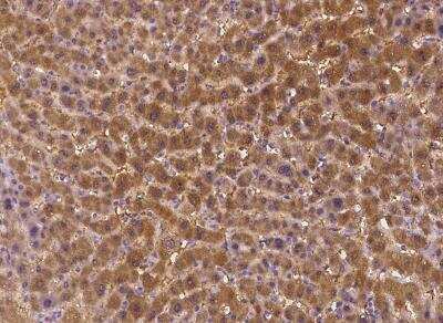 Immunohistochemistry-Paraffin STARD5 Antibody - BSA Free
