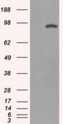 Western Blot: STAT1 Antibody (15H3) [NBP1-48013] - HEK293T cells were transfected with the pCMV6-ENTRY control (Left lane) or pCMV6-ENTRY STAT1 (Right lane) cDNA for 48 hrs and lysed. Equivalent amounts of cell lysates (5 ug per lane) were separated by SDS-PAGE and immunoblotted with anti-STAT1.