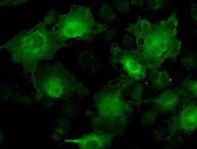 Immunocytochemistry/Immunofluorescence: STAT1 Antibody (4H9) [NBP1-48011] - Staining of COS7 cells transiently transfected by pCMV6-ENTRY STAT1.