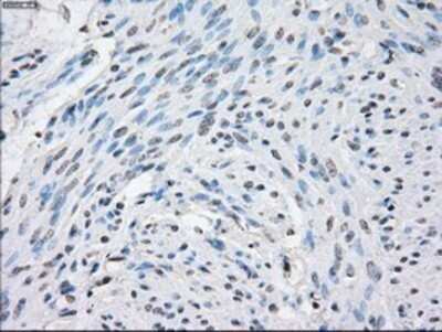 Immunohistochemistry: STAT1 Antibody (OTI4H9) - Azide and BSA Free [NBP2-74375] - Staining of paraffin-embedded Human endometrium tissue using anti-STAT1 mouse monoclonal antibody.