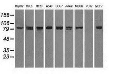 Western Blot: STAT1 Antibody (OTI4H9) - Azide and BSA Free [NBP2-74375] - Analysis of extracts (35ug) from 9 different cell lines by using g anti-STAT1 monoclonal antibody (HepG2: human; HeLa: human; SVT2: mouse; A549: human; COS7: monkey; Jurkat: human; MDCK: canine; PC12: rat; MCF7: human).