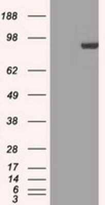 Western Blot: STAT1 Antibody (OTI4H9) - Azide and BSA Free [NBP2-74375] - HEK293T cells were transfected with the pCMV6-ENTRY control (Left lane) or pCMV6-ENTRY STAT1 (Right lane) cDNA for 48 hrs and lysed. Equivalent amounts of cell lysates (5 ug per lane) were separated by SDS-PAGE and immunoblotted with anti-STAT1.