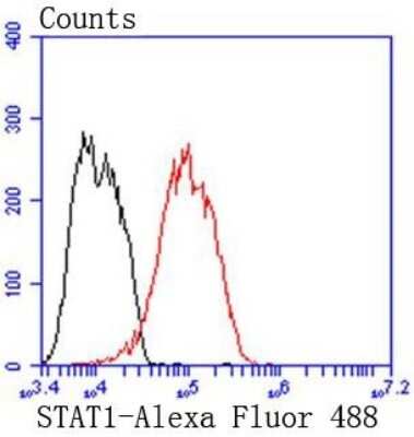 Flow Cytometry: STAT1 Antibody (SD20-75) [NBP2-67750] - Analysis of MCF-7 cells with STAT1 alpha antibody at 1/50 dilution (red) compared with an unlabelled control (cells without incubation with primary antibody; black). Alexa Fluor 488-conjugated goat anti rabbit IgG was used as the secondary antibody