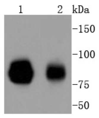 Western Blot: STAT1 Antibody (SD20-75) [NBP2-67750] - Analysis of STAT1 on different lysates using anti-STAT1 alpha antibody at 1/1,000 dilution. Positive control: Lane 1: Hela Lane 2: 293