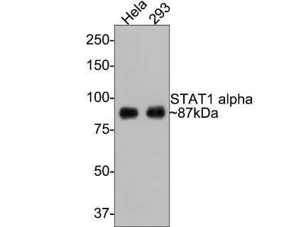 Western Blot: STAT1 Antibody (SD20-75) [NBP2-67750] - Analysis of STAT1 on different lysates with Rabbit anti-STAT1 antibody at 1/500 dilution.Lane 1: Hela cell lysateLane 2: 293 cell lysateLysates/proteins at 10 ug/Lane.Predicted band size: 87 kDaObserved band size: 87 kDaExposure time: 1 minute;8% SDS-PAGE gel.Proteins were transferred to a PVDF membrane and blocked with 5% NFDM/TBST for 1 hour at room temperature. The primary antibody at 1/500 dilution was used in 5% NFDM/TBST at room temperature for 2 hours. Goat Anti-Rabbit IgG - HRP Secondary Antibody at 1:300,000 dilution was used for 1 hour at room temperature.