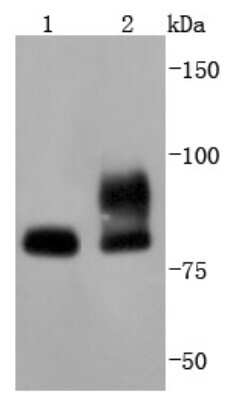 Western Blot: STAT1 Antibody (SJ01-89) [NBP2-67409] - Analysis of STAT1 on different lysates using anti-STAT1 antibody at 1/1,000 dilution. Positive control: Lane 1: 293 Lane 2: NIH/3T3