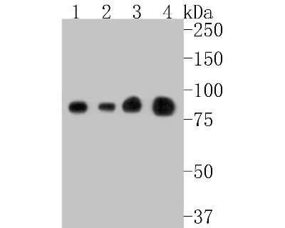 Western Blot: STAT1 Antibody (SJ01-89) [NBP2-67409] - Western blot analysis of STAT1 on different lysates. Proteins were transferred to a PVDF membrane and blocked with 5% BSA in PBS for 1 hour at room temperature. The primary antibody (1/500) was used in 5% BSA at room temperature for 2 hours. Goat Anti-Rab