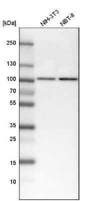 <b>Orthogonal Strategies Validation. </b>Western Blot: STAT1 Antibody [NBP1-81578] - Analysis in mouse cell line NIH-3T3 and rat cell line NBT-II.