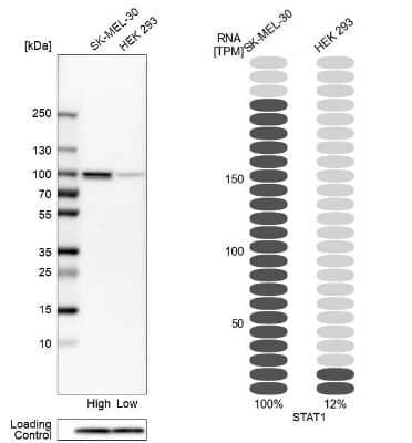 <b>Orthogonal Strategies Validation. </b>Western Blot: STAT1 Antibody [NBP1-81579] - Analysis in human cell lines SK-MEL-30 and HEK293 using Anti-STAT1 antibody. Corresponding STAT1 RNA-seq data are presented for the same cell lines. Loading control: Anti-PFN1.