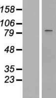 Western Blot: STAT1 Overexpression Lysate (Adult Normal) [NBP2-09841] Left-Empty vector transfected control cell lysate (HEK293 cell lysate); Right -Over-expression Lysate for STAT1.