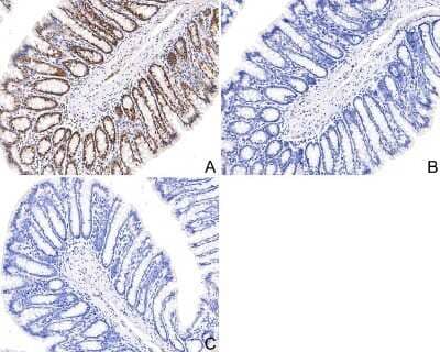 Immunohistochemistry-Paraffin: STAT1 [p Ser727] Antibody (SN67-04) [NBP2-67657] - Analysis of paraffin-embedded rat colon tissue with Rabbit anti-Phospho-STAT1 [p Ser727] antibody washed with ddH2O and PBS, and then probed with the primary antibody  at 1/200 dilution for 1 hour at room temperature. The detection was performed using an HRP conjugated compact polymer system. DAB was used as the chromogen. Tissues were counterstained with hematoxylin and mounted with DPX.