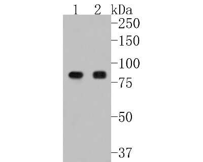 Western Blot: STAT1 [p Ser727] Antibody (SN67-04) [NBP2-67657] - Western blot analysis of STAT1 on different lysates. Proteins were transferred to a PVDF membrane and blocked with 5% BSA in PBS for 1 hour at room temperature. The primary antibody (1/500) was used in 5% BSA at room temperature for 2 hours. Goat Anti-Rab