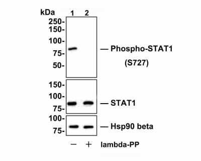 Western Blot: STAT1 [p Ser727] Antibody (SN67-04) [NBP2-67657] - Analysis of STAT1 [p Ser727] on SiHa cell lysates. Lane 1: SiHa cells, whole cell lysate, 10 ug /lane. Lane 2: SiHa cells were treated with 2.8 ug/ul lambda-PP for 30 minutes, whole cell lysates, 10 ug/lane. Proteins were transferred to a PVDF membrane and blocked with 5% BSA in PBS for 1 hour at room temperature. The primary antibody Anti-STAT1 [p Ser727] (1/500) , Anti-STAT1 antibody (1/500) and Anti-HSP90 beta antibody (1/10,000)was used in 5% BSA at room temperature for 2 hours. Goat Anti-Rabbit IgG H&L (HRP) Secondary Antibody at 1:200,000 dilution was used for 1 hour at room temperature. Predicted band size: 87 kDa Observed band size: 87 kDa Exposure time: 30 seconds