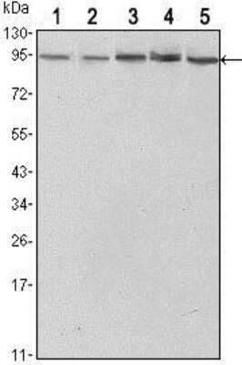 Western Blot: STAT3 Antibody (3B5) [NBP1-51667] - Analysis using STAT3 mouse mAb against Hela (1),NIH/3T3 (2), Jurket (3), PC-12 (4) and COS7 (5) cell lysate.