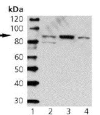 Western Blot: STAT3 Antibody (7G8) [NBP1-19206] - STAT3 Antibody (7G8) Lane 1: MW, Lane 2: A431, Lane 3:HeLa, Lane 4: NIH-3T3