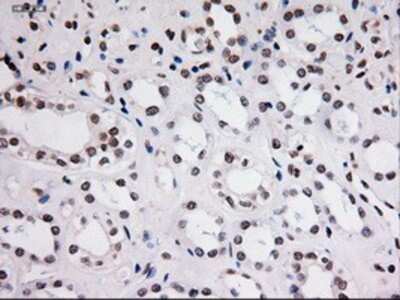 Immunohistochemistry: STAT3 Antibody (OTI21E7) - Azide and BSA Free [NBP2-74378] - Staining of paraffin-embedded kidney using anti-STAT3 mouse monoclonal antibody.