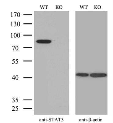 Western Blot: STAT3 Antibody (OTI21E7) - Azide and BSA Free [NBP2-74378] - Equivalent amounts of cell lysates (10 ug per lane) of wild-type Hela cells and STAT3-Knockout Hela cells were separated by SDS-PAGE and immunoblotted with anti-STAT3 monoclonal antibody. Then the blotted membrane was stripped and re-probed with anti-b-actin antibody as a loading control.(1:500)